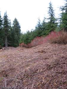 Zig Zag Trail-Summer Grooming!