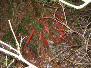 Hollyburn Chairlift-Chair