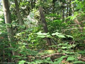 Hollyburn Chairlift-Tower