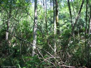 Hollyburn Chairlift-Up Line