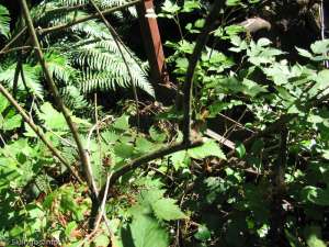 Hollyburn Chairlift-Remains