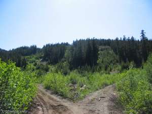 Lots of old ski runs-