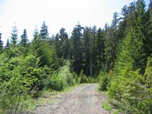 Road to Ski Area Base-