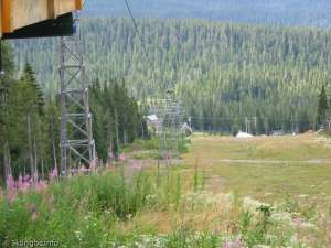 Green Double-Down Line