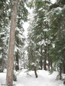 Callaghan Mainline-Snowy Forest at the end