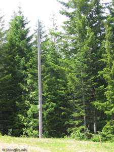 Forbidden Plateau-Light Post