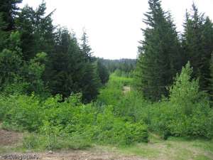 Forbidden Plateau-Ski Run