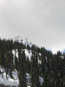 Jersey Cream Express-Liftline