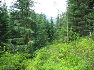 Valley T-bar-Possible Liftline