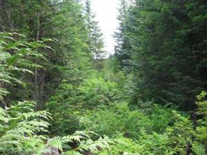 Valley T-bar-Possible Liftline