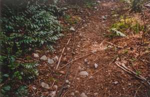 Skyline Chair-Haul Rope