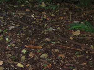 Skyline Chair-Haul Rope