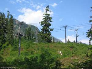 C-1 and C-2-Crossover