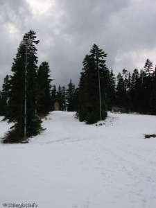 Goldie Twin Ropetow-Up Line