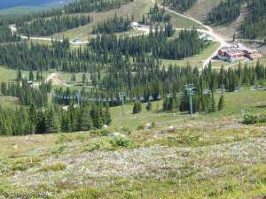 Paradise Triple-Down Line