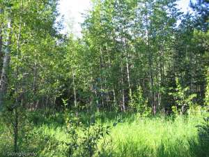 Whistler's-Old Ski Area