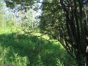 Whistler's-Old Ski Area